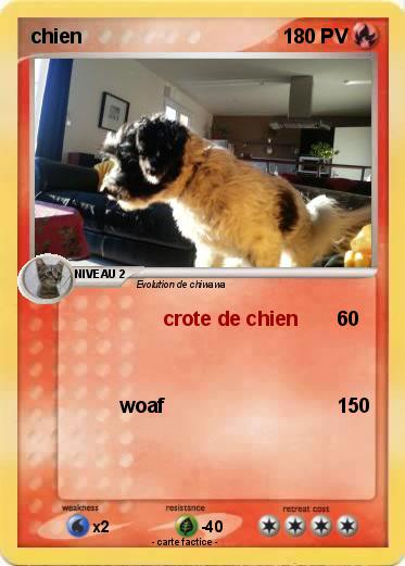 Pokemon chien