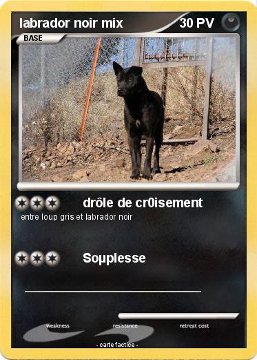 Pokemon labrador noir mix