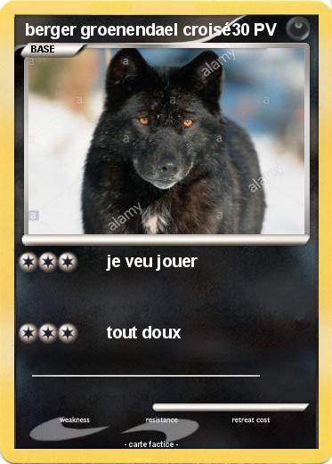 Pokemon berger groenendael croisé