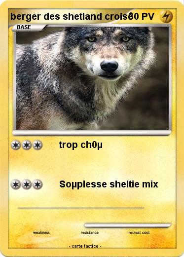 Pokemon berger des shetland croisé