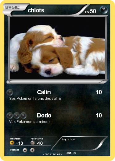 Pokemon chiots