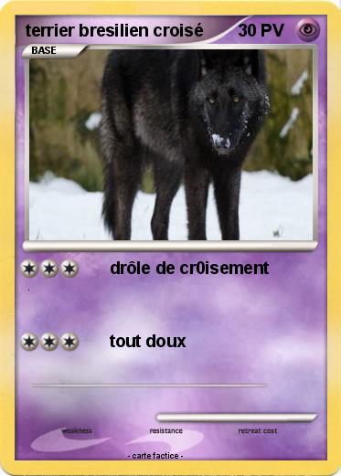 Pokemon terrier bresilien croisé