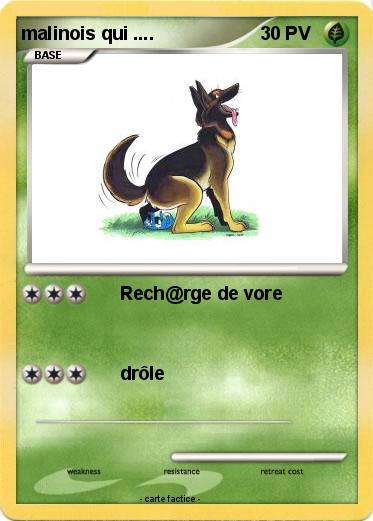 Pokemon malinois qui ....