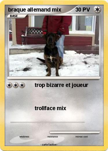 Pokemon braque allemand mix