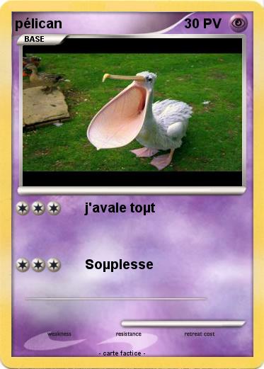 Pokemon pélican