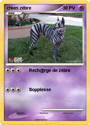 Pokemon chien zébre