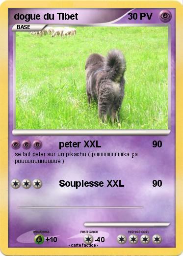 Pokemon dogue du Tibet