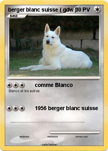 Pokemon berger blanc suisse ( gdw )