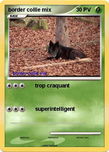 Pokemon border collie mix