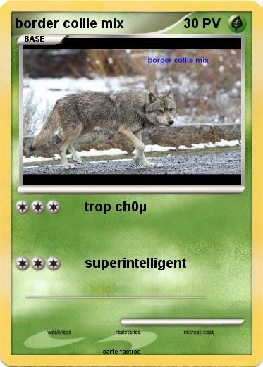 Pokemon border collie mix