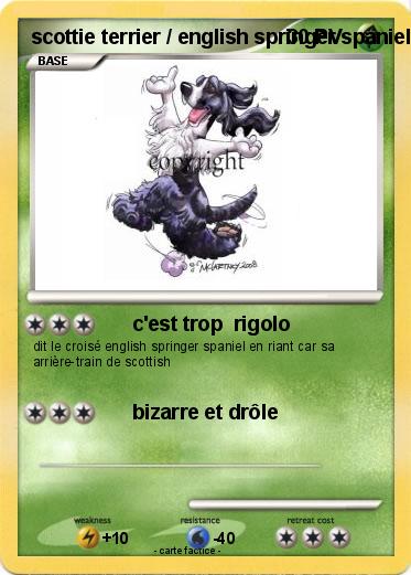 Pokemon scottie terrier / english springer spaniel happy dog