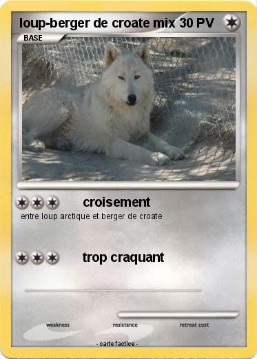 Pokemon loup-berger de croate mix