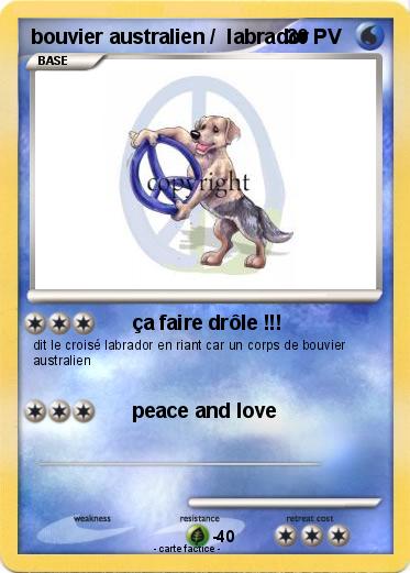 Pokemon bouvier australien /  labrador