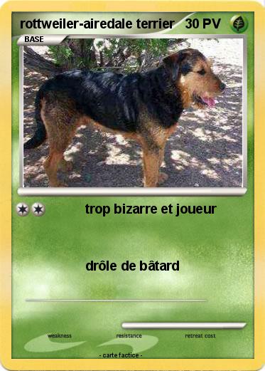 Pokemon rottweiler-airedale terrier