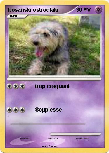 Pokemon bosanski ostrodlaki