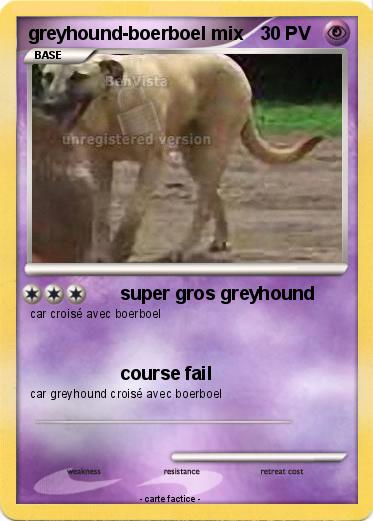 Pokemon greyhound-boerboel mix