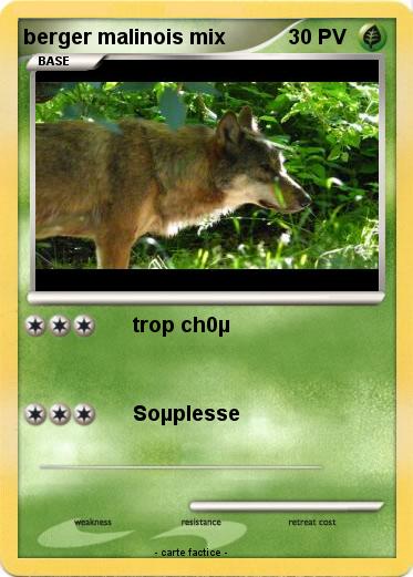 Pokemon berger malinois mix