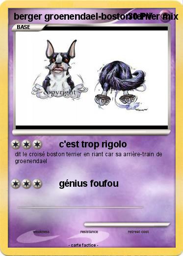 Pokemon berger groenendael-boston terrier mix