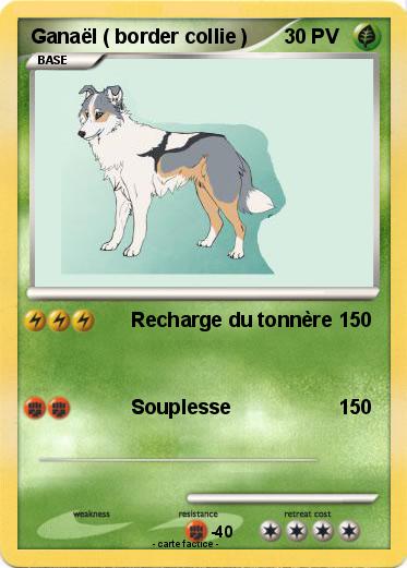 Pokemon Ganaël ( border collie )