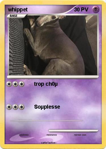 Pokemon whippet