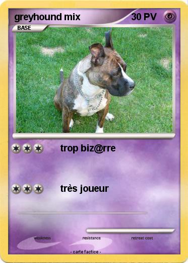 Pokemon greyhound mix