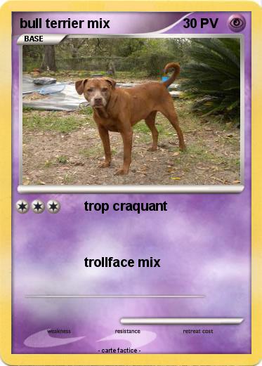 Pokemon bull terrier mix