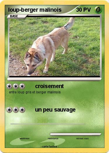 Pokemon loup-berger malinois