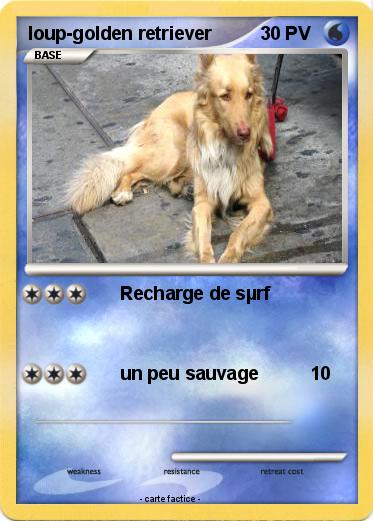 Pokemon loup-golden retriever