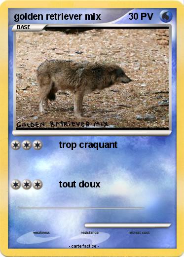 Pokemon golden retriever mix