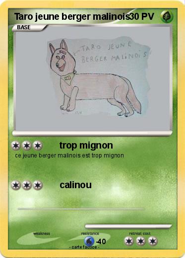 Pokemon Taro jeune berger malinois