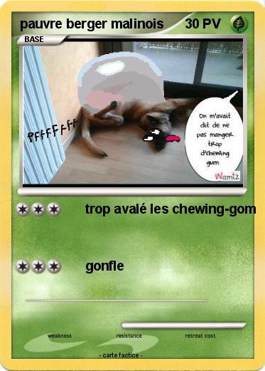 Pokemon pauvre berger malinois