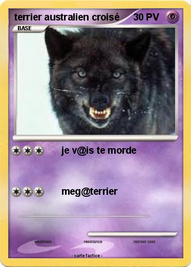 Pokemon terrier australien croisé
