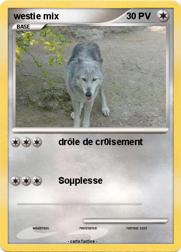 Pokemon westie mix