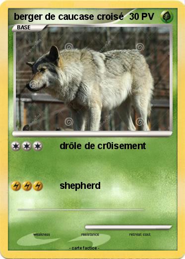 Pokemon berger de caucase croisé