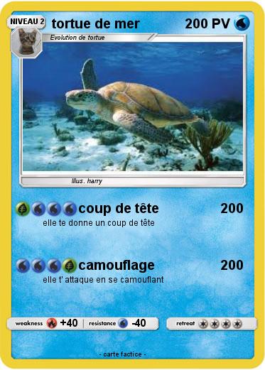Pokemon tortue de mer