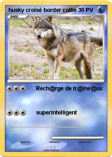 Pokemon husky croisé border collie