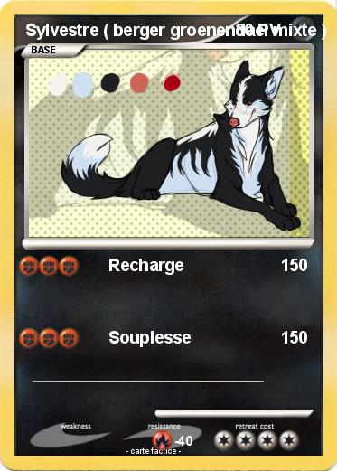 Pokemon Sylvestre ( berger groenendael mixte )