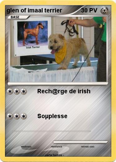 Pokemon glen of imaal terrier