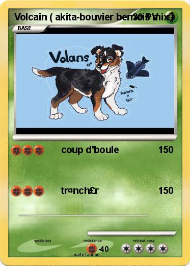 Pokemon Volcain ( akita-bouvier bernois mix )