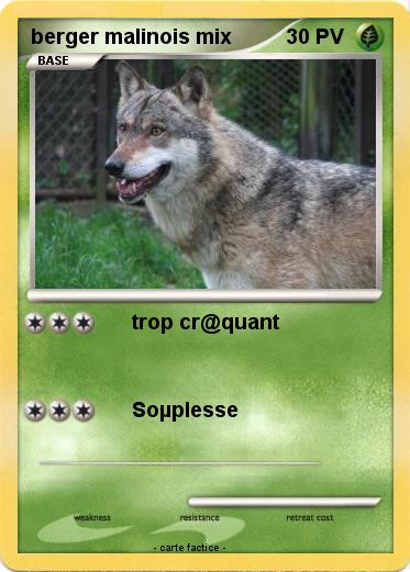 Pokemon berger malinois mix