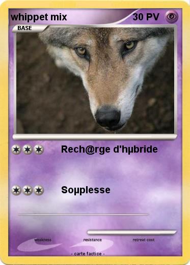 Pokemon whippet mix