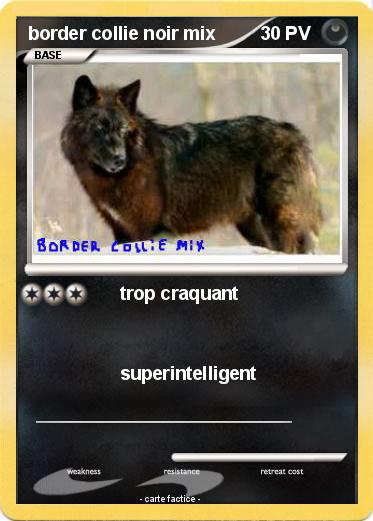 Pokemon border collie noir mix