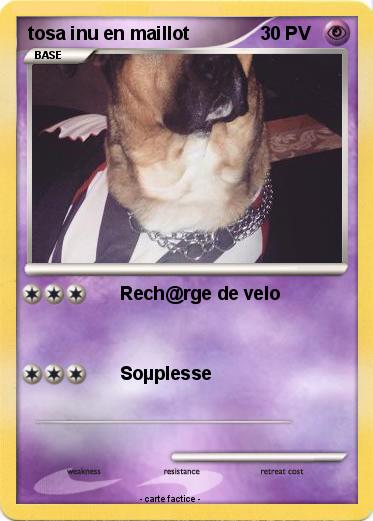 Pokemon tosa inu en maillot
