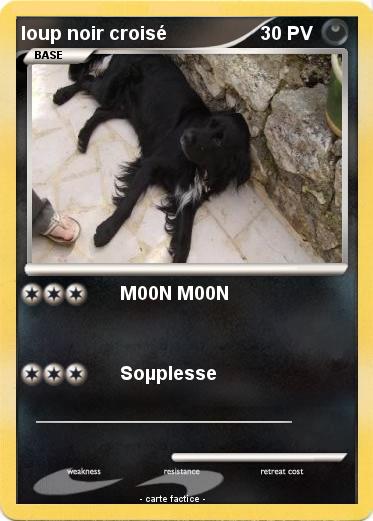 Pokemon loup noir croisé