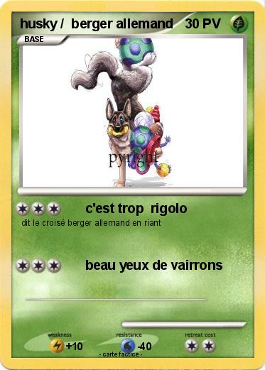 Pokemon husky /  berger allemand