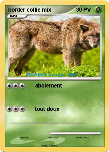 Pokemon border collie mix
