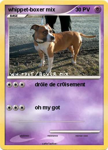 Pokemon whippet-boxer mix