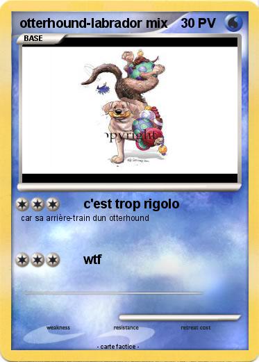 Pokemon otterhound-labrador mix