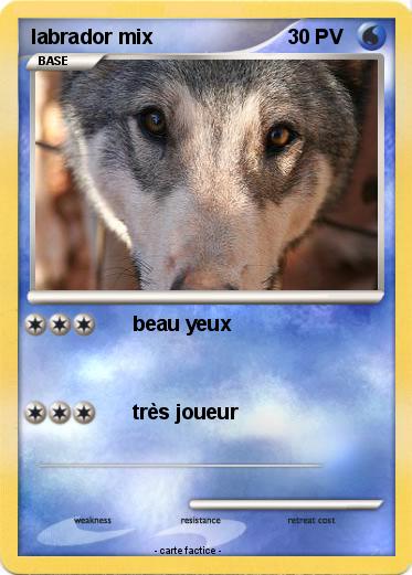 Pokemon labrador mix