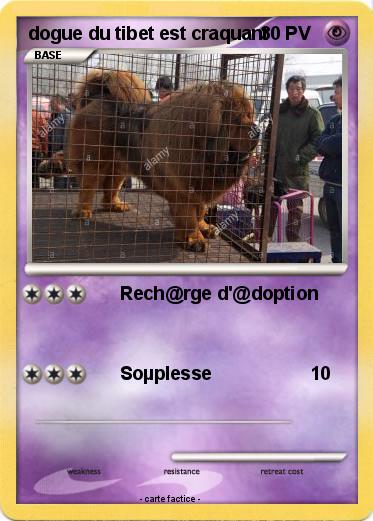 Pokemon dogue du tibet est craquant